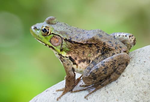 frog sitting on rock