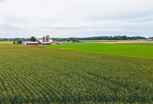 farm field of corn with barn in background