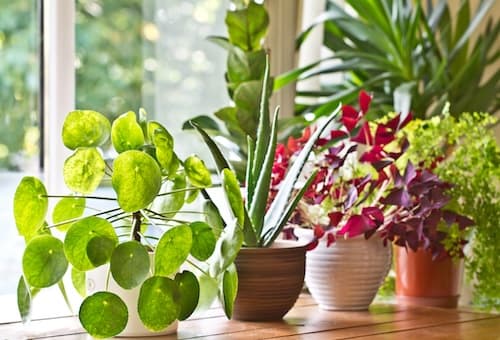 windowsill full of a variety of green and red house plants