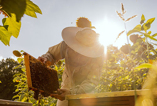 Beekeeping - Beyond the Basics