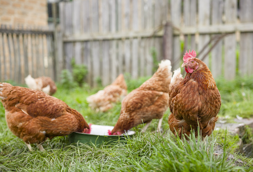 brown chickens eating out of a bowl in a backyard with a fence in the background