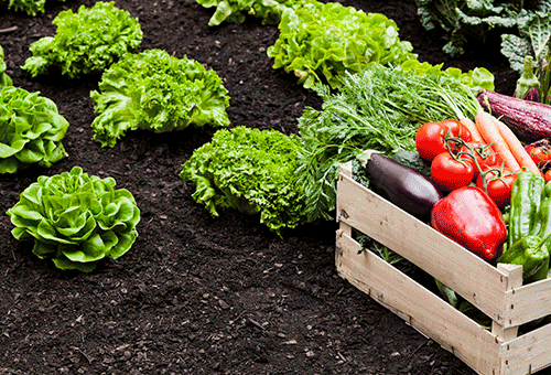 garden with lettuce growing and wooden box of variety of colorful vegetables sitting on the ground next to the lettuce