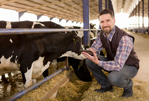 Dairy/Livestock Herd Management